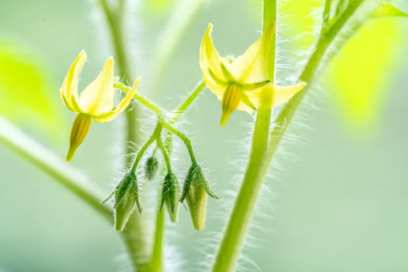 Read the flowers before changing the fertilizer