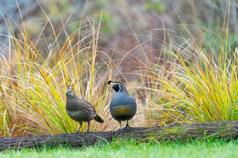 Read the nest as a clue, not a complete yard diagnosis