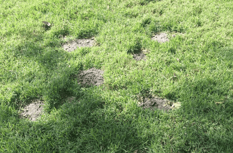Read the pattern before treating the lawn