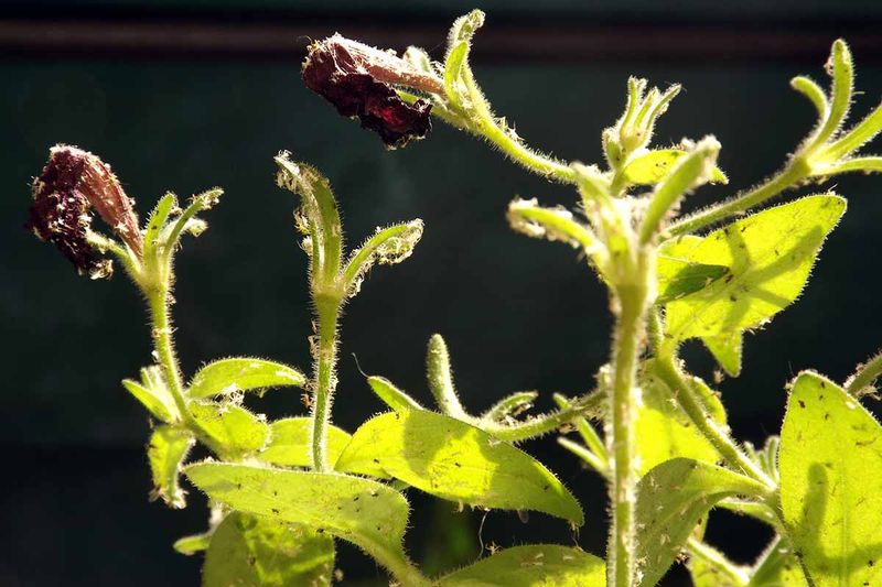 Read the plant before you reach for fertilizer