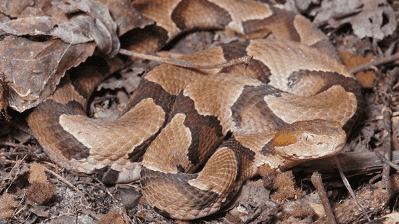 Read the sighting as a habitat signal, not a verdict Read the sighting as a habitat signal, not a verdict
