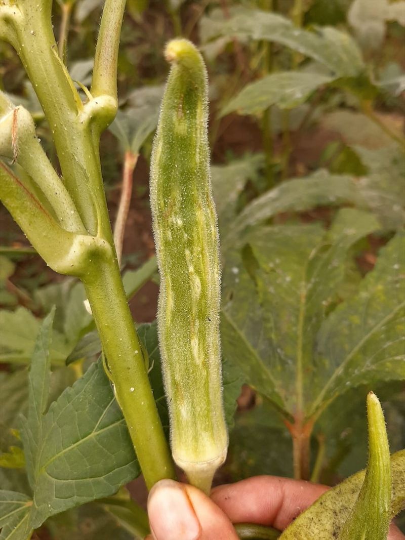 Read the symptoms before reaching for pruners