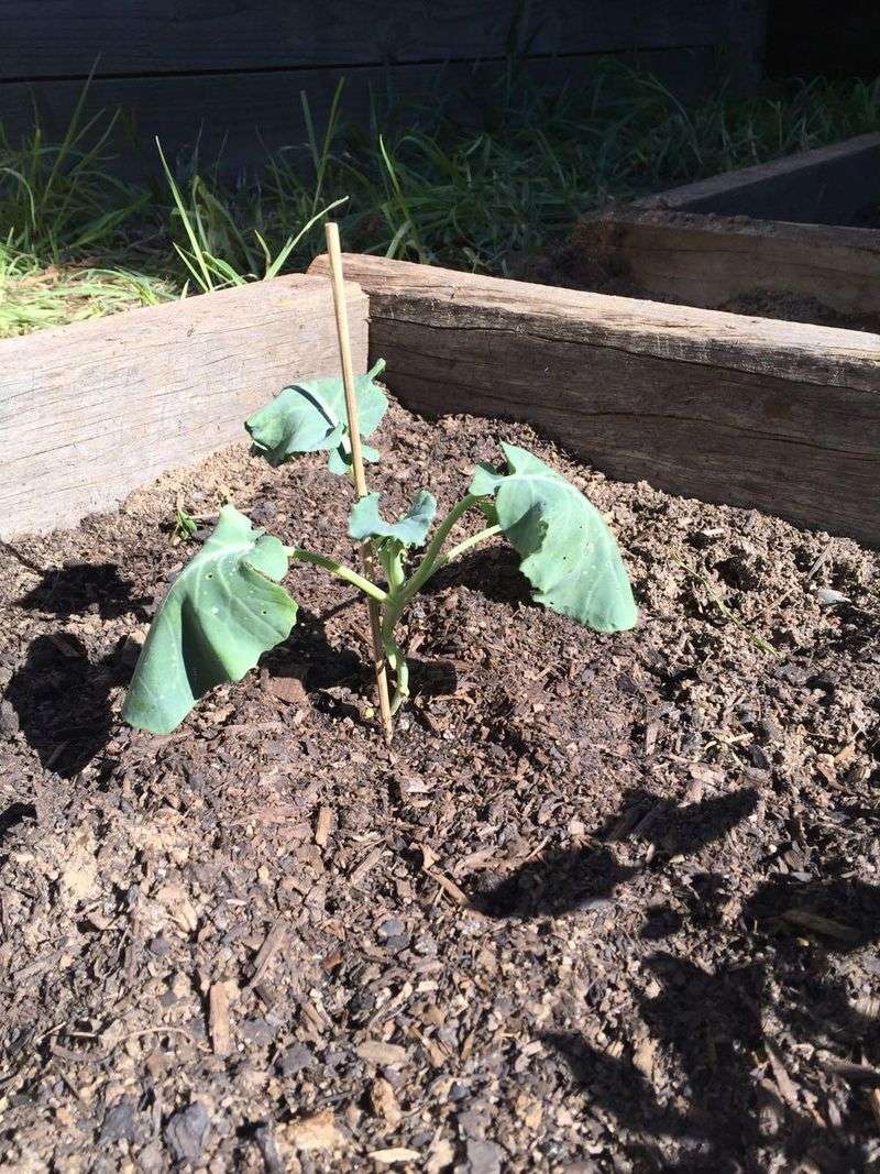 Read the wilt before blaming the planting depth