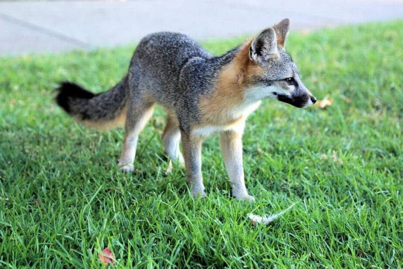 Read the yard, not just the sighting