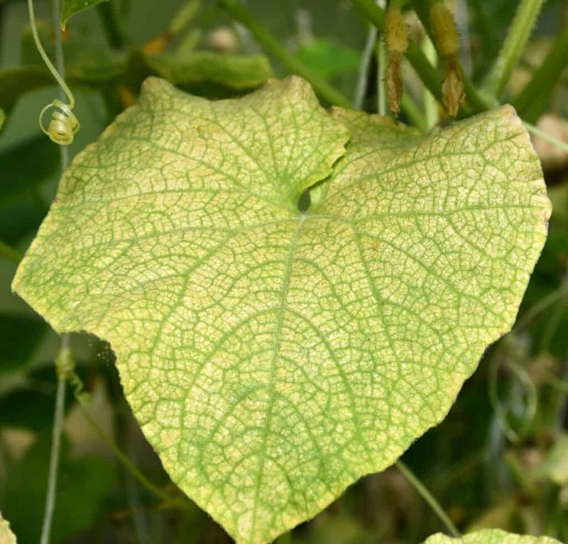 Read the yellowing pattern before feeding