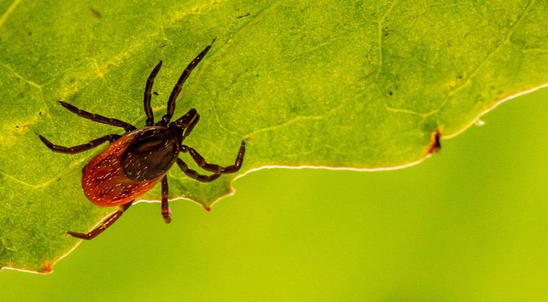 Real tick protection starts with the yard and the person using it