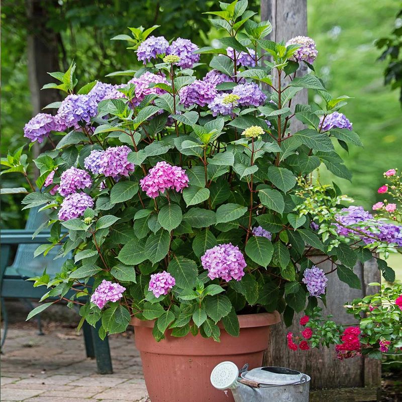 Reblooming cultivars reduce risk but do not erase it Reblooming cultivars reduce risk but do not erase it