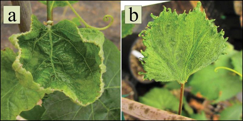 Recent spraying can point to herbicide injury
