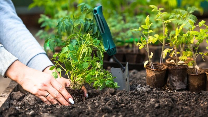 Recheck New Growth Before Deciding the Seedlings Are Lost