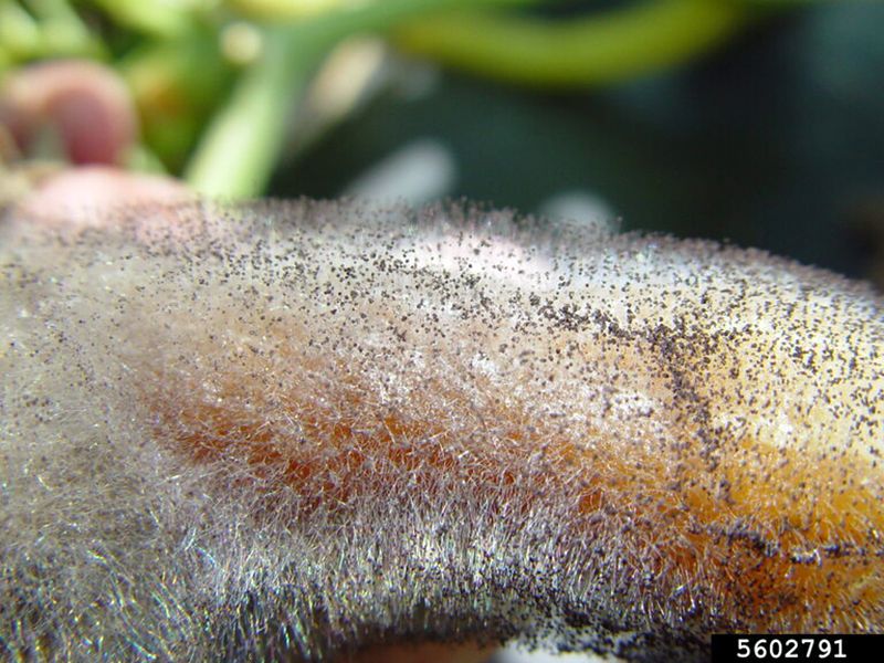 Recognize Choanephora rot before using a spray