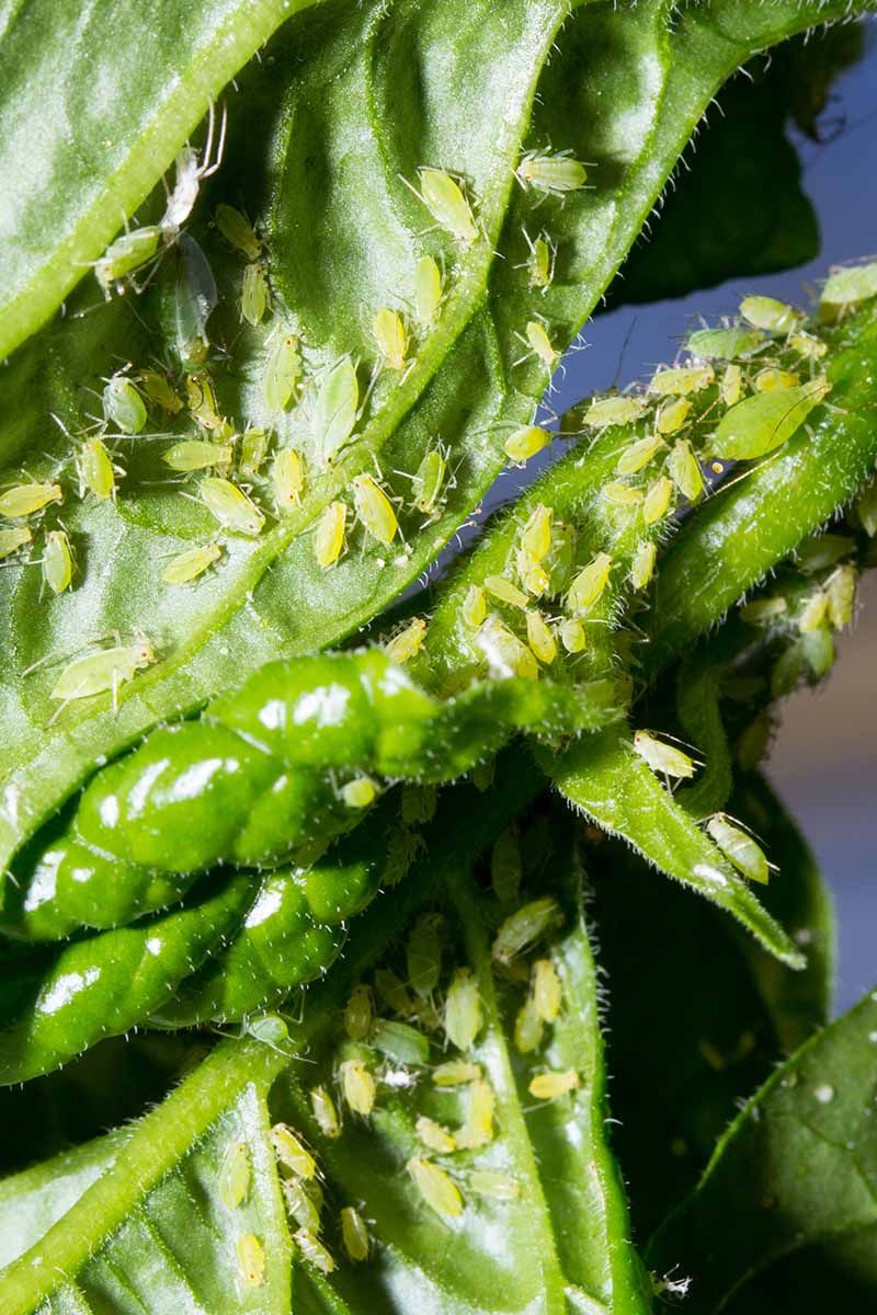 Recognize Curl That Needs a Broader Diagnosis