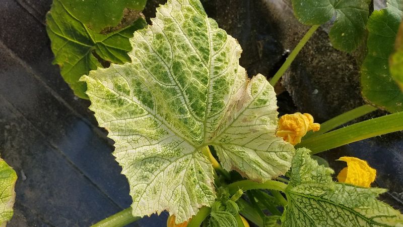 Recognize pests, viruses, and natural decline Recognize pests, viruses, and natural decline