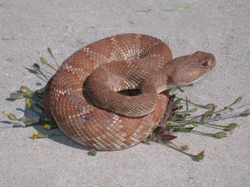 Recognize possible danger without moving closer