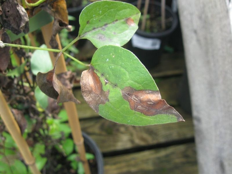 Recognize problems that pruning cannot solve Recognize problems that pruning cannot solve