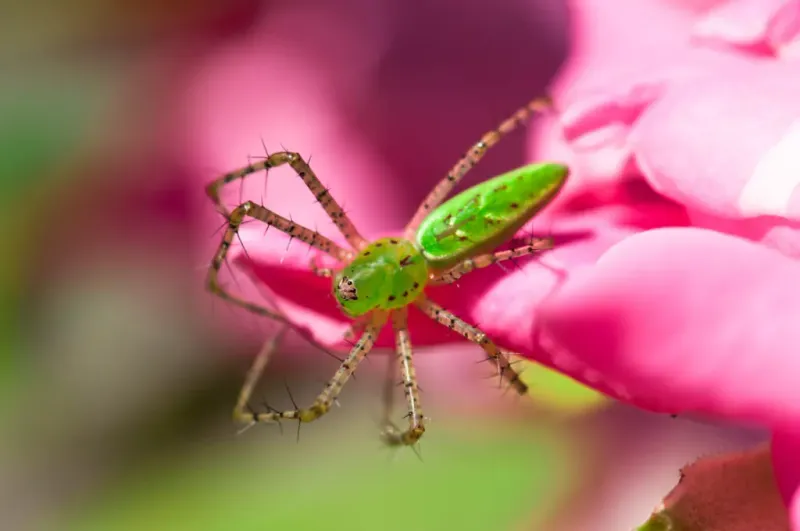 Recognize the green lynx spider in a Central Texas garden