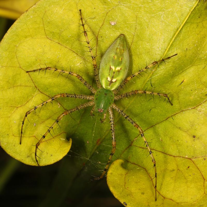 Recognize the green lynx spider in your Texas garden