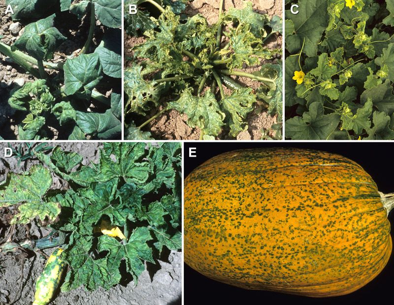 Recognize the symptom cluster associated with CMV