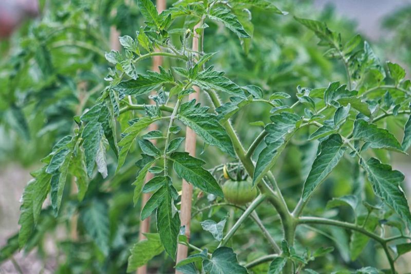 Recognize when excess nitrogen may be part of the problem