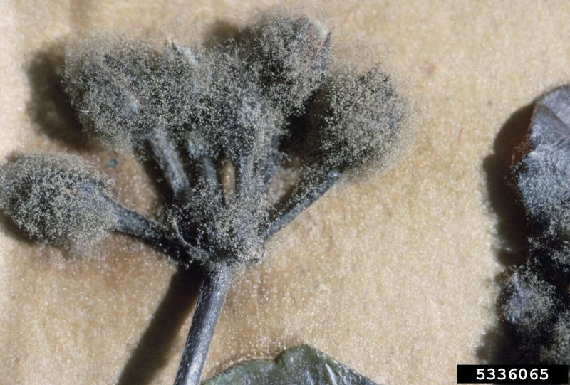 Recognize when fading points to disease or root trouble