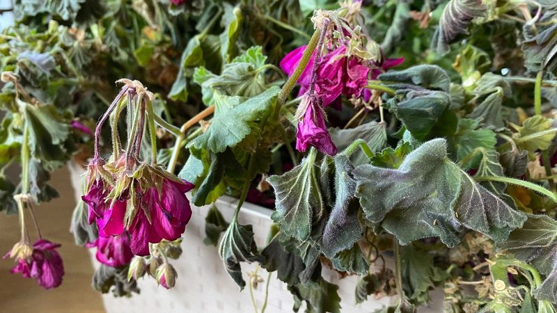 Recognize when heat has paused flowering Recognize when heat has paused flowering