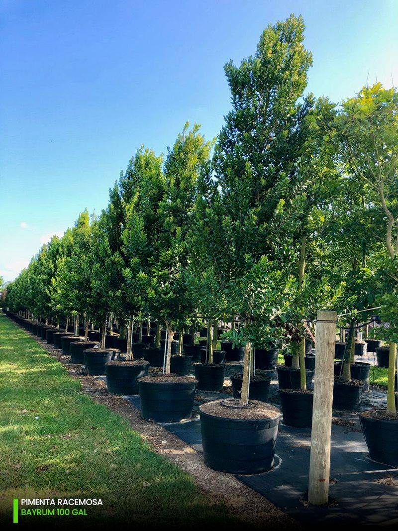 Red Bay Red Bay