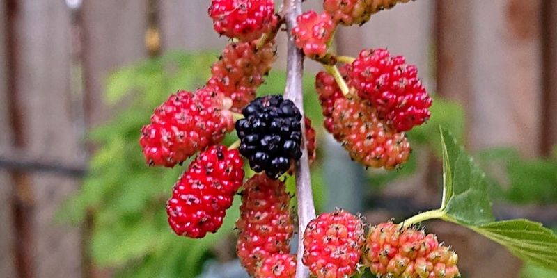 Red Mulberry