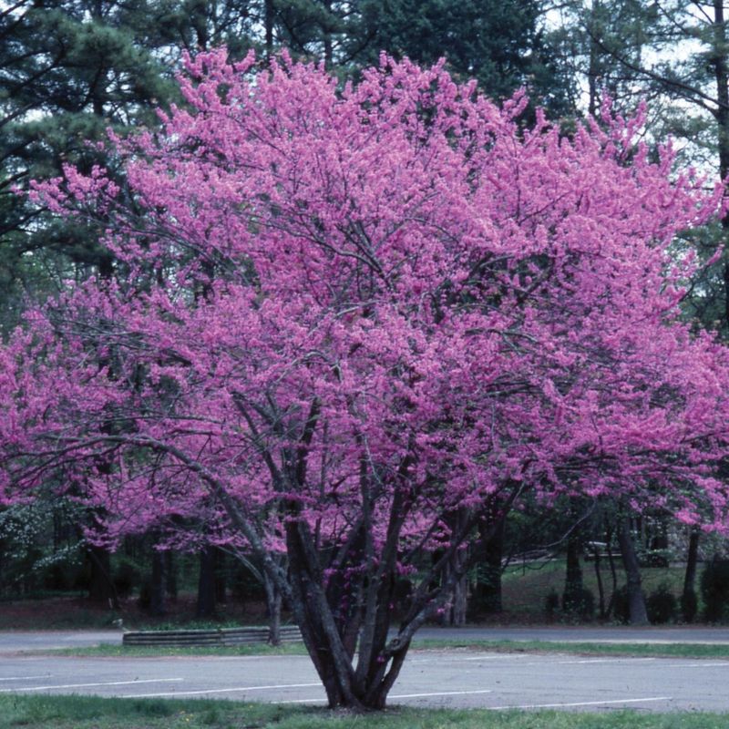 Redbud