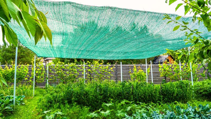 Reduce Heat and Moisture Stress Without Flooding the Roots