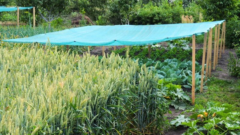 Reduce Heat and Moisture Stress Without Smothering the Plants