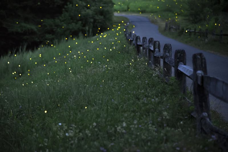 Reduce artificial light to support firefly courtship Reduce artificial light to support firefly courtship