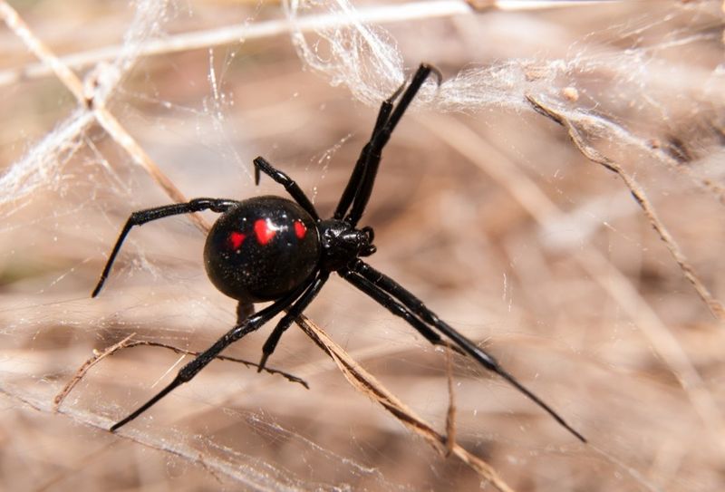 Reduce black-widow contact with targeted IPM, not a blanket spray