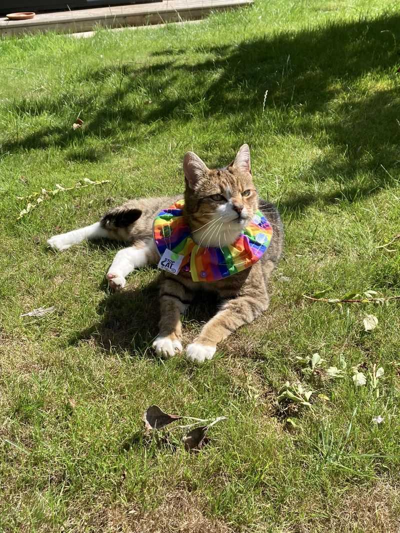 Reduce cats, dogs, pesticides, and other everyday risks