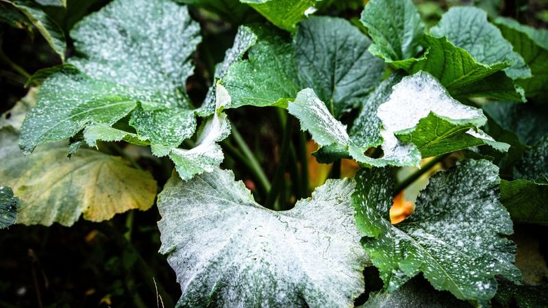 Reduce disease pressure with careful garden changes