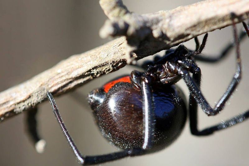 Reduce encounters without broad pesticide spraying
