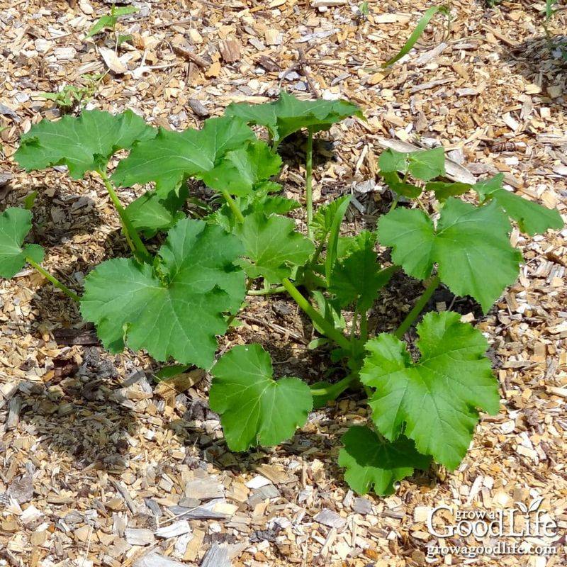 Reduce heat and evaporation around the plant