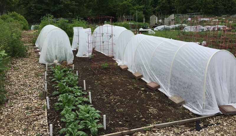 Reduce heat and moisture stress during establishment
