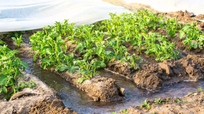 Reduce heat and moisture stress while fruit develops