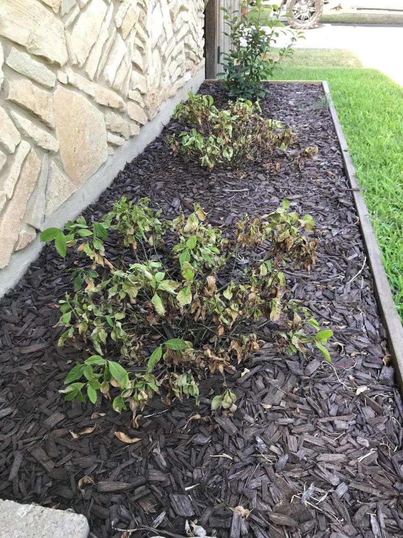 Reduce heat load and protect the root zone