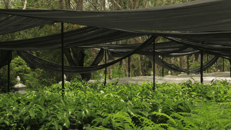 Reduce heat stress while the flowers wait Reduce heat stress while the flowers wait