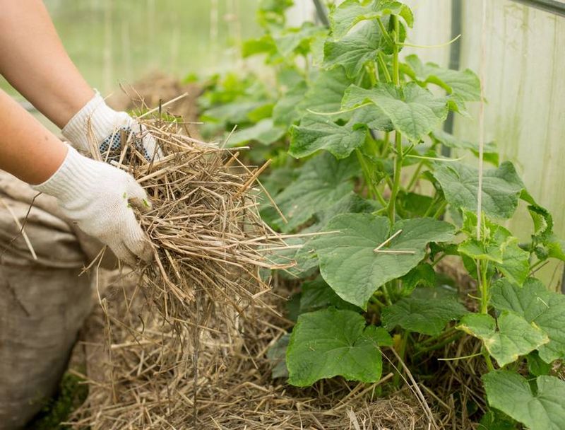 Reduce moisture loss during the next heat wave