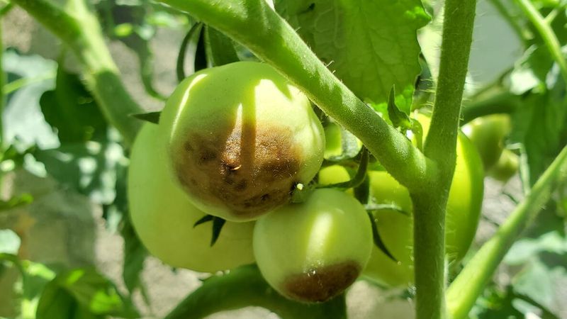 Reduce other stresses on developing fruit