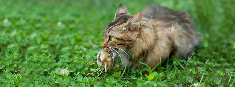 Reduce predators, toxins, and disease risks Reduce predators, toxins, and disease risks