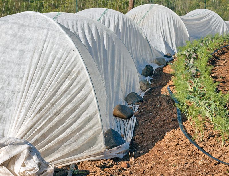 Reduce risk in future cucumber plantings