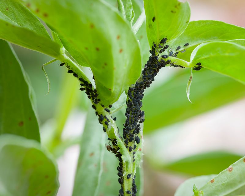Reduce sprays that remove the birds’ food