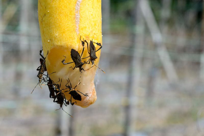 Reduce squash-bug carryover after harvest