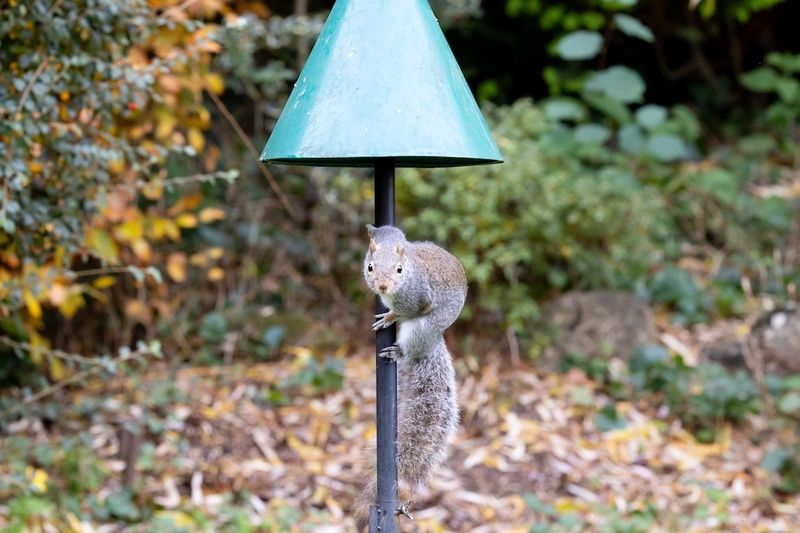 Reduce the garden’s documented food attractions today Reduce the garden’s documented food attractions today