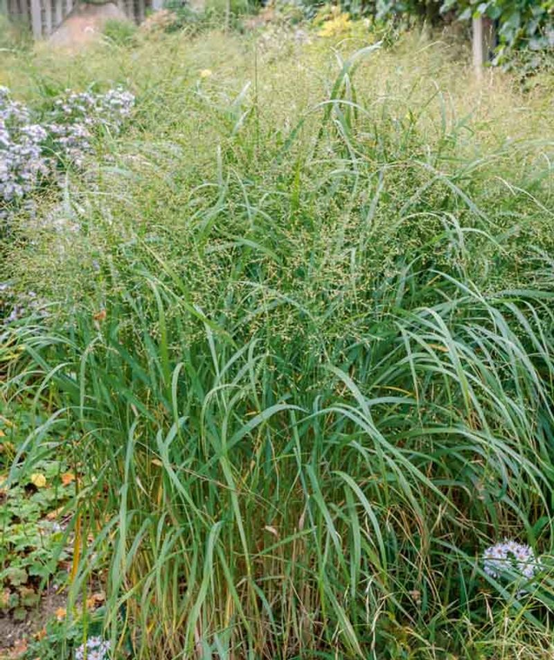 Reframe the promise around a Texas-native habitat plant