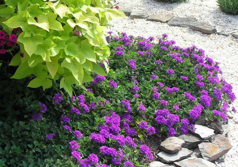 Refresh the plant when summer flowering slows