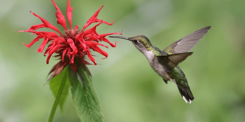 Regional timing and habitat may explain a quiet feeder