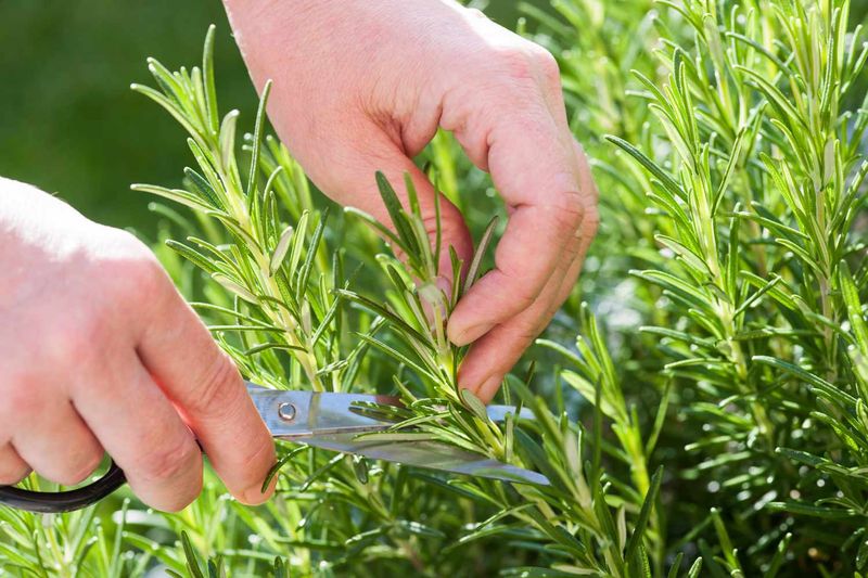 Regular Light Tip Pruning Supports Fuller Growth